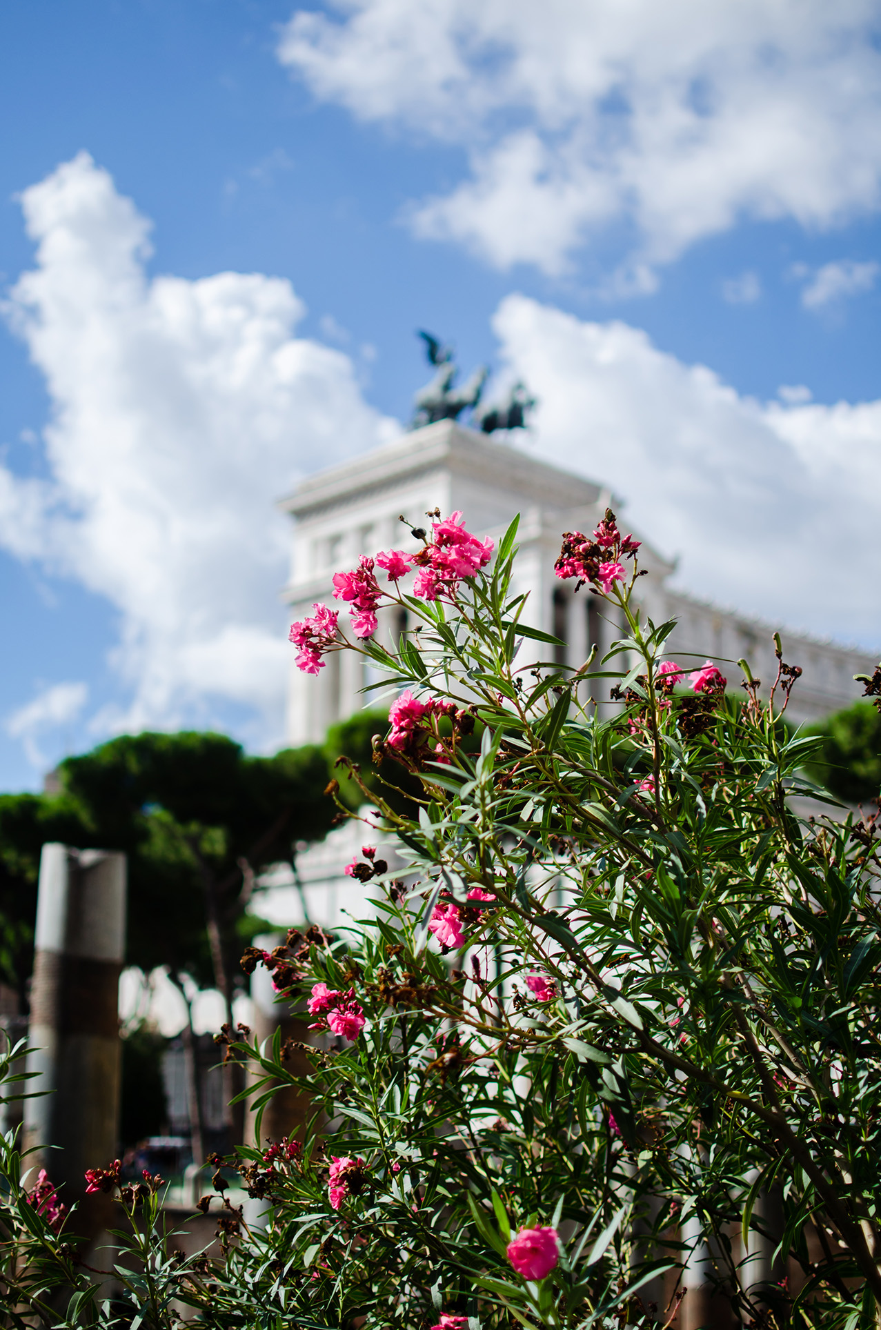 pink-flowers-foro-traiano