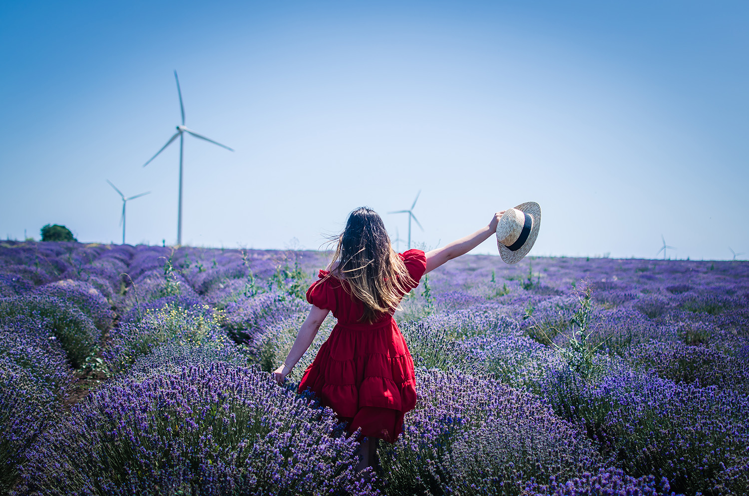 lavender fields anotherside of me blog