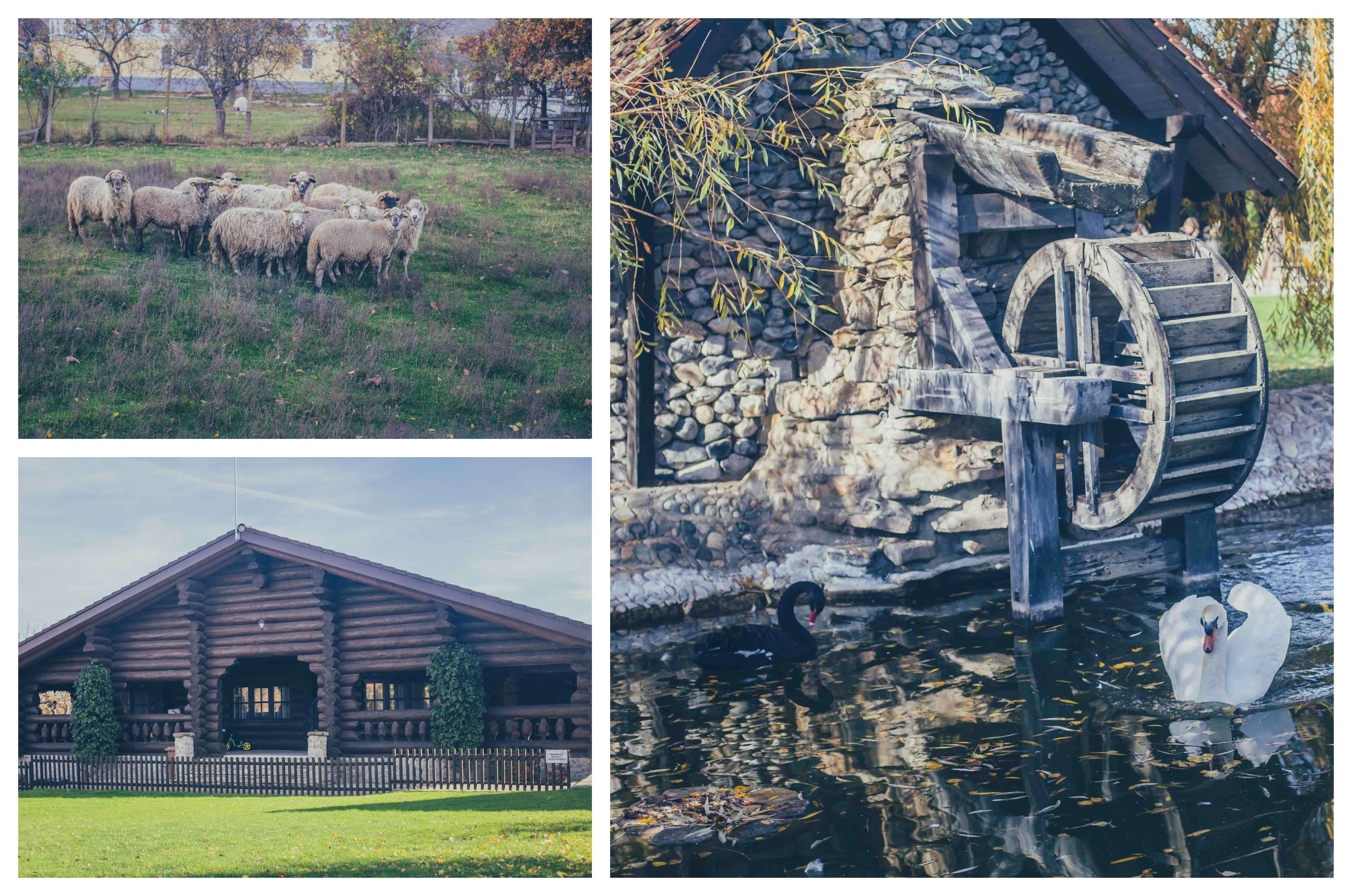 conac maria theresa orlat