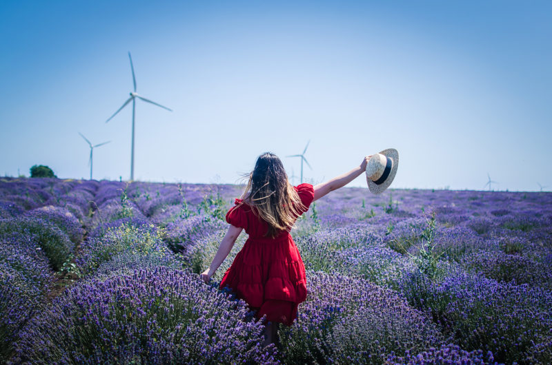 lavender fields anotherside of me blog