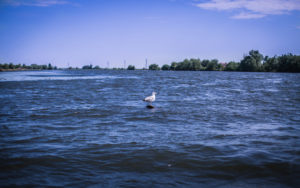 pasari delta dunarii