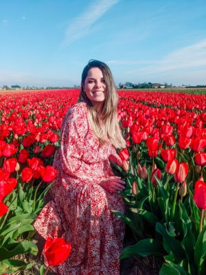 red tulips netherlands