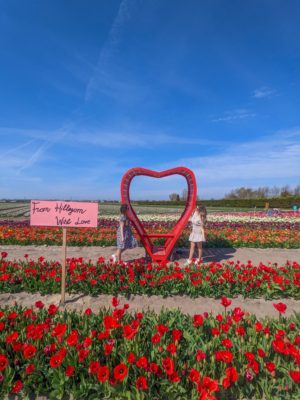 the tulip barn 2022