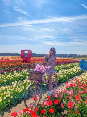 tulip barn tulip fields