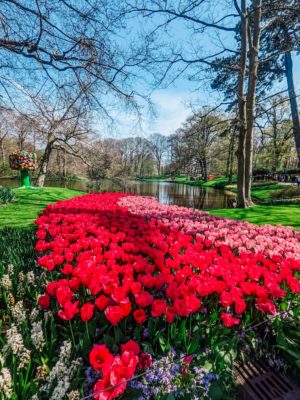 tulips keukenhof garden 2022