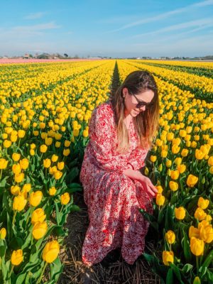 yellow tulip fields